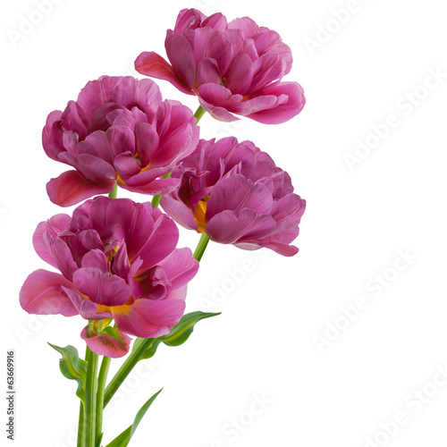 Tulips isolated on white background