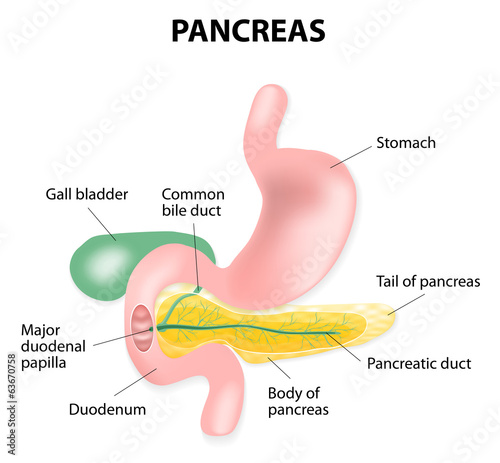 human pancreas