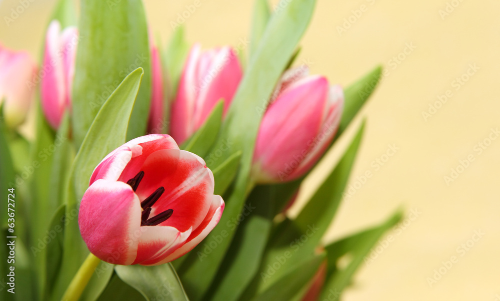Fototapeta premium Tulpe