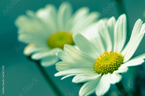 Fototapeta Naklejka Na Ścianę i Meble -  daisy