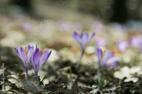 Crocus crochi rinascita nella neve