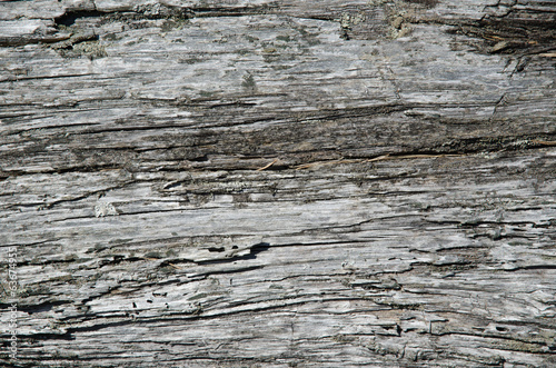 Old weathered pine tree surface
