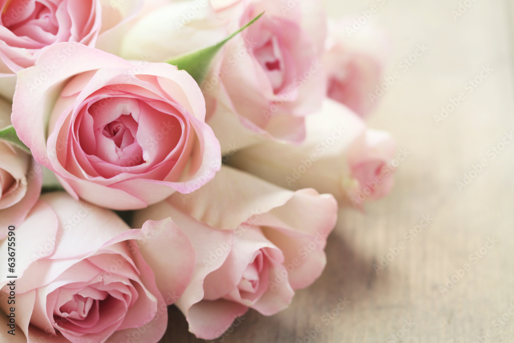 Pink Roses foto de Stock | Adobe Stock