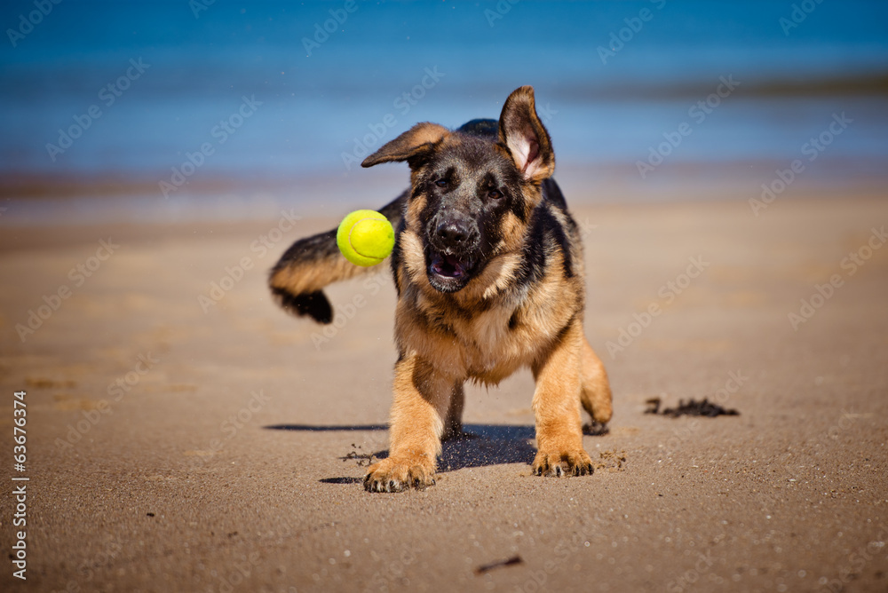 german shepherd puppy catching a tennis ball Stock Photo Adobe Stock