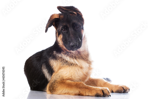 german shepherd puppy  with funny ears