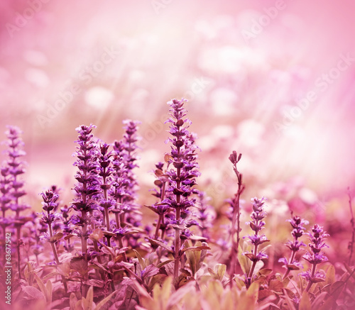 Purple flowers illuminated by sunlight