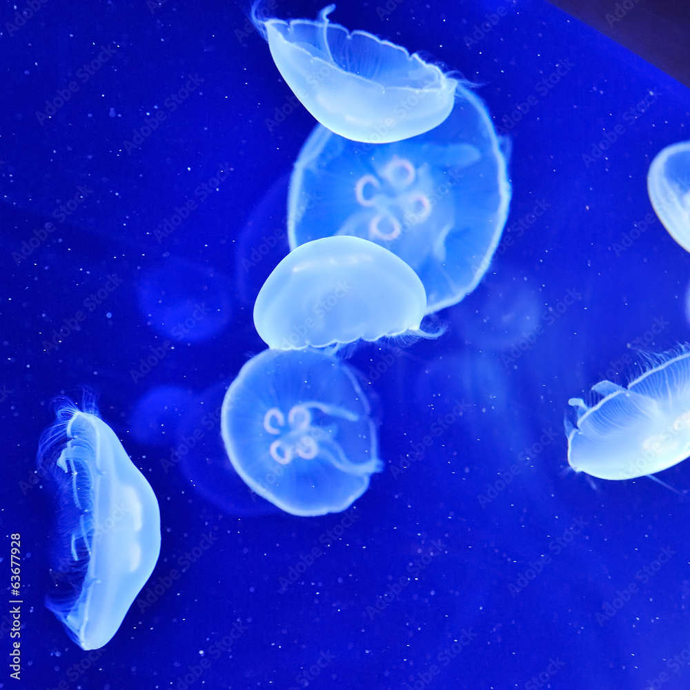 underwater image of jellyfishes underwater image of jellyfishes