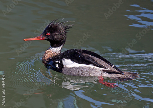 Red-breasted Merganser