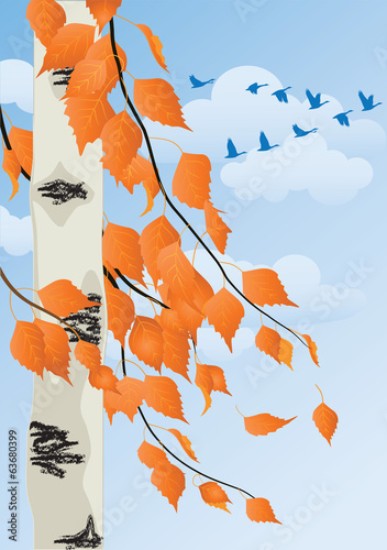 autumn forest
