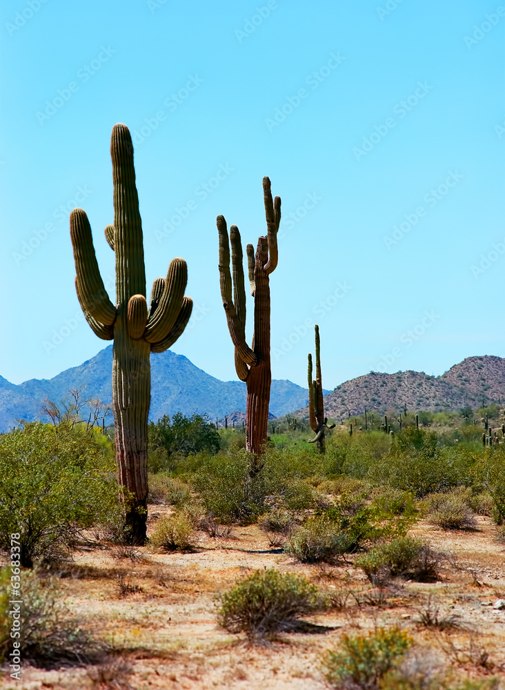 Saguaro Cactus