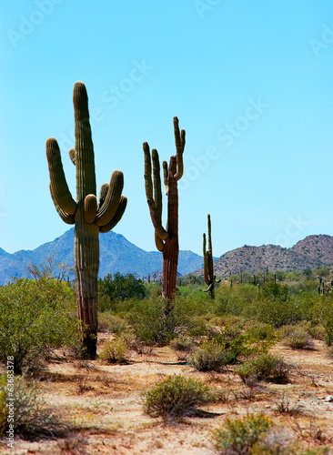 Saguaro Cactus