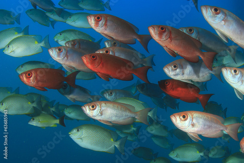 Bigeye fish school © Richard Carey