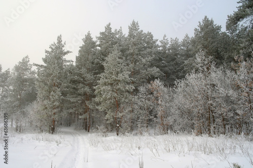 Wallpaper Mural Winter foggy landscape in forest with pines Torontodigital.ca