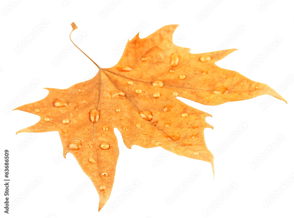 Naklejka premium Dry maple leaf with drops, isolated on white