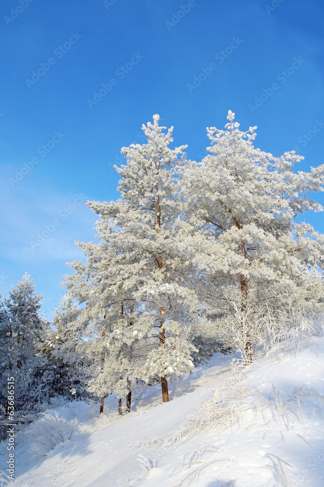 Fototapeta premium Beautiful winter landscape