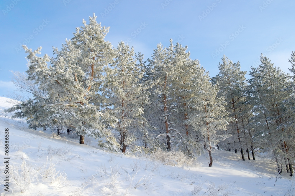Snow covered pines on the hill Snow covered pines on the hill