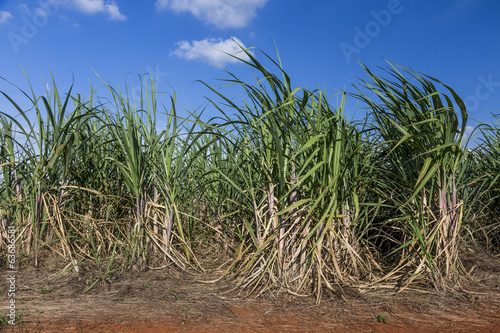 Brazilian Sugar cane