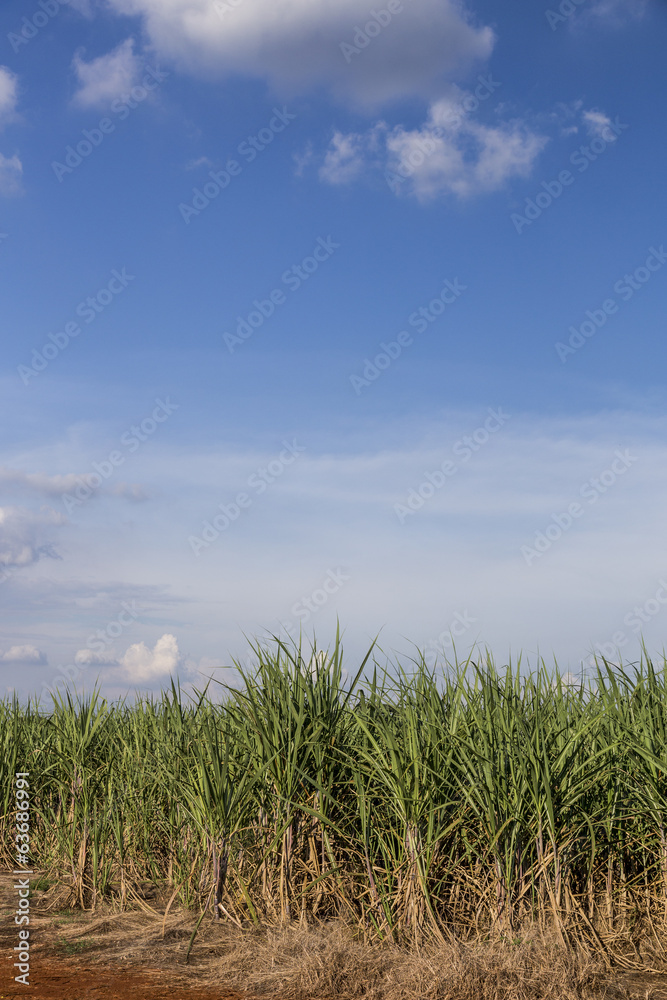 Brazilian Sugar cane