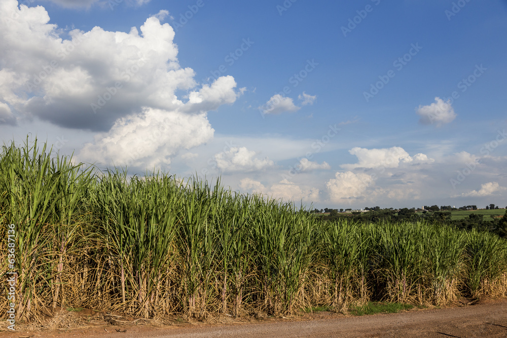 Brazilian Sugar cane Brazilian Sugar cane