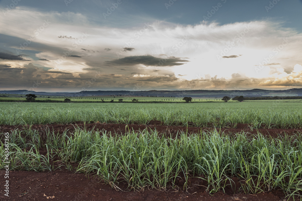 Obraz premium Brazilian Sugar cane