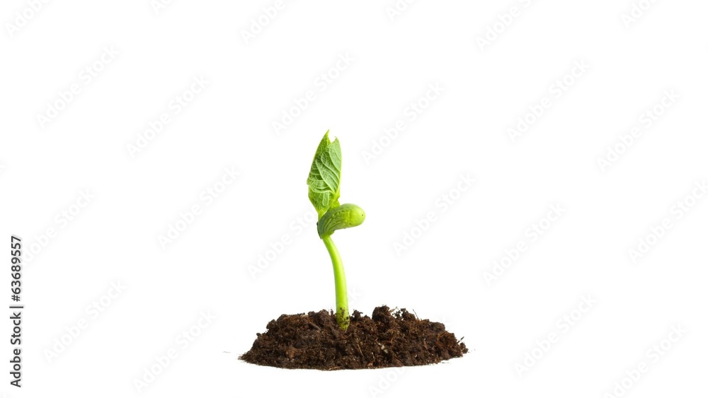 Growing plant in soil over white background. Growing plant in soil over white background.