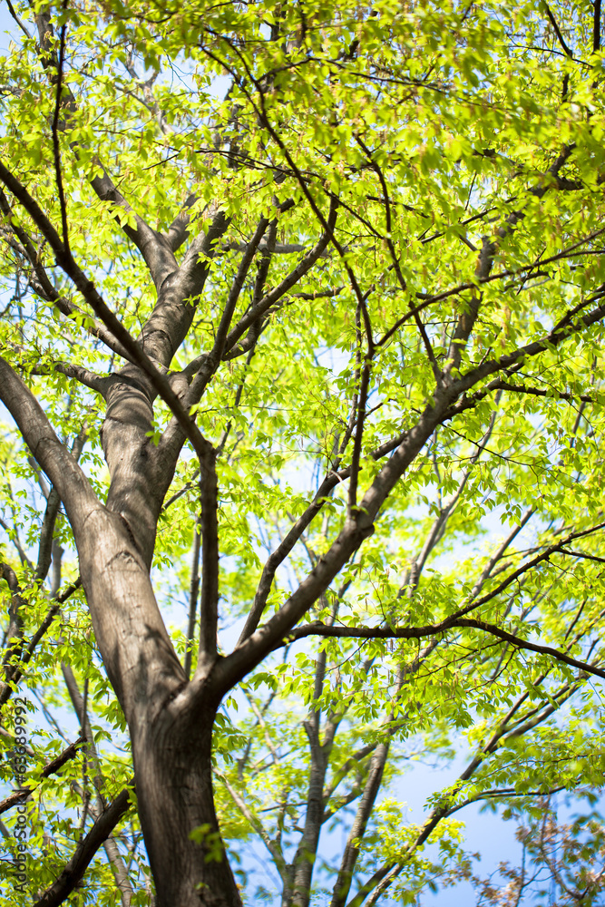 Fototapeta premium Summer fresh green leaves
