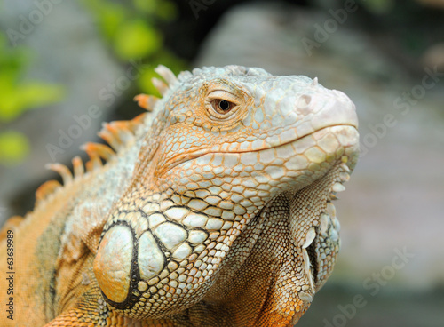 Iguana