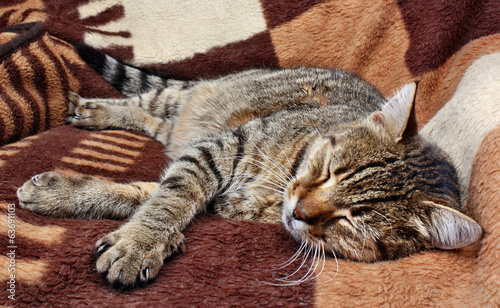 Comfortably sleeping cat