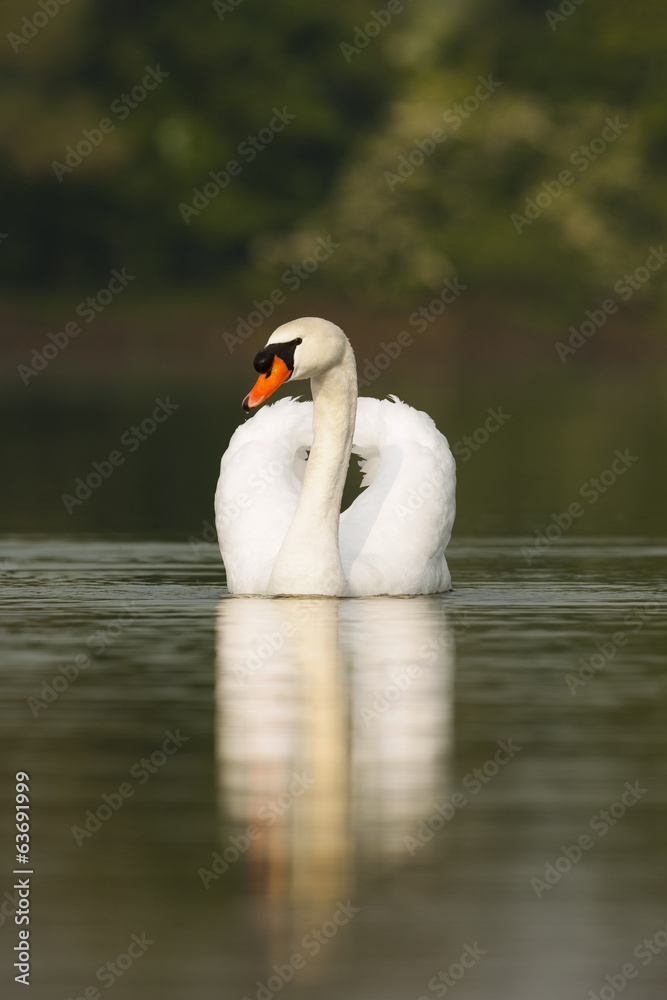 Fototapeta premium Mute swan swimming