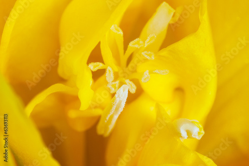 Tableau sur toile Detail of yellow freesia flower