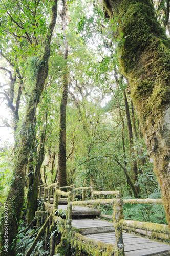 the walk way in the rainforest  