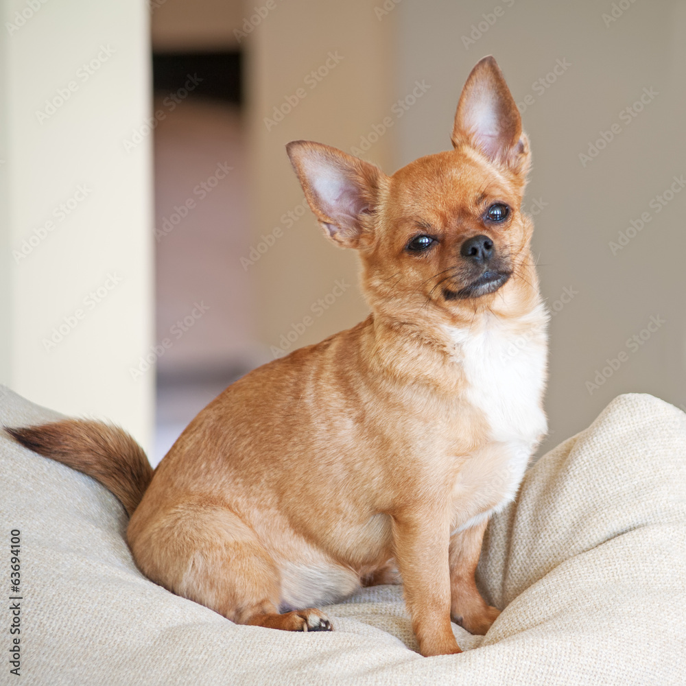 Red chihuahua dog on beige background.