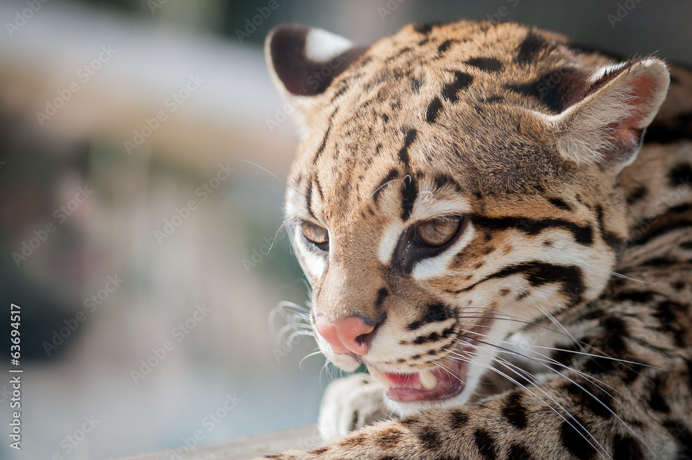 Obraz premium Portrait d'ocelot