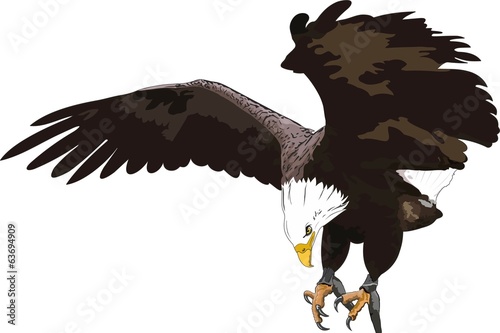 Golden Eagle