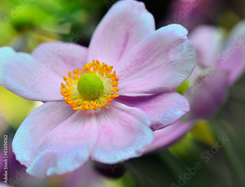 Beautiful anemone flowers in the soft late afternoon light