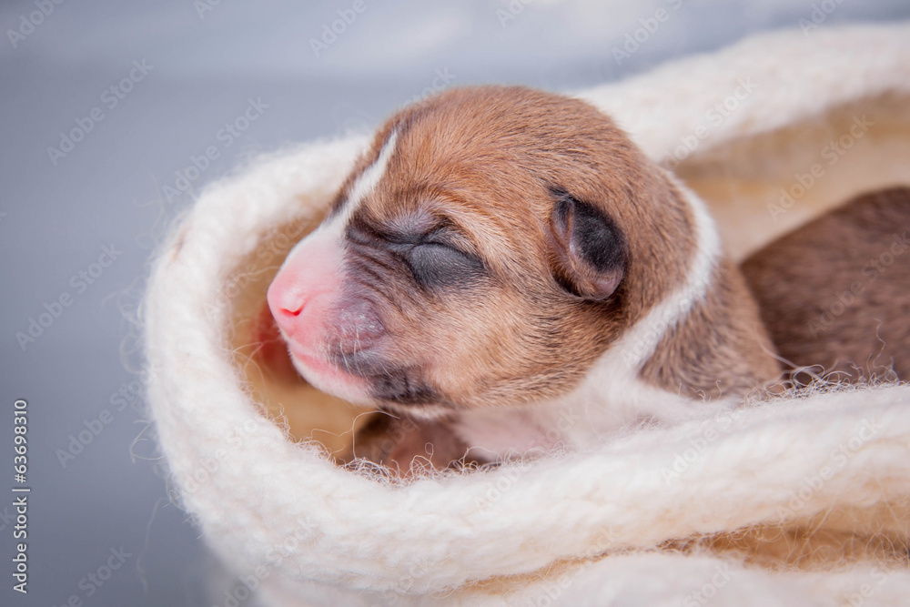 Fototapeta premium Small Cute newborn basenji puppy (first day)