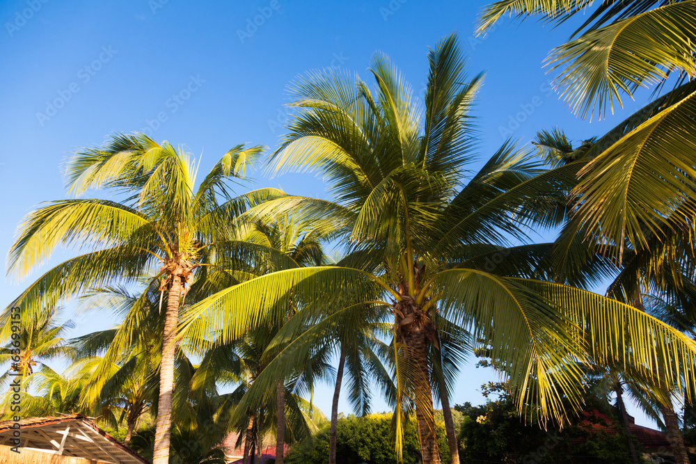Obraz premium Coconut tree