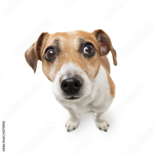 Cute dog with big nose looking to the side with suspicion
