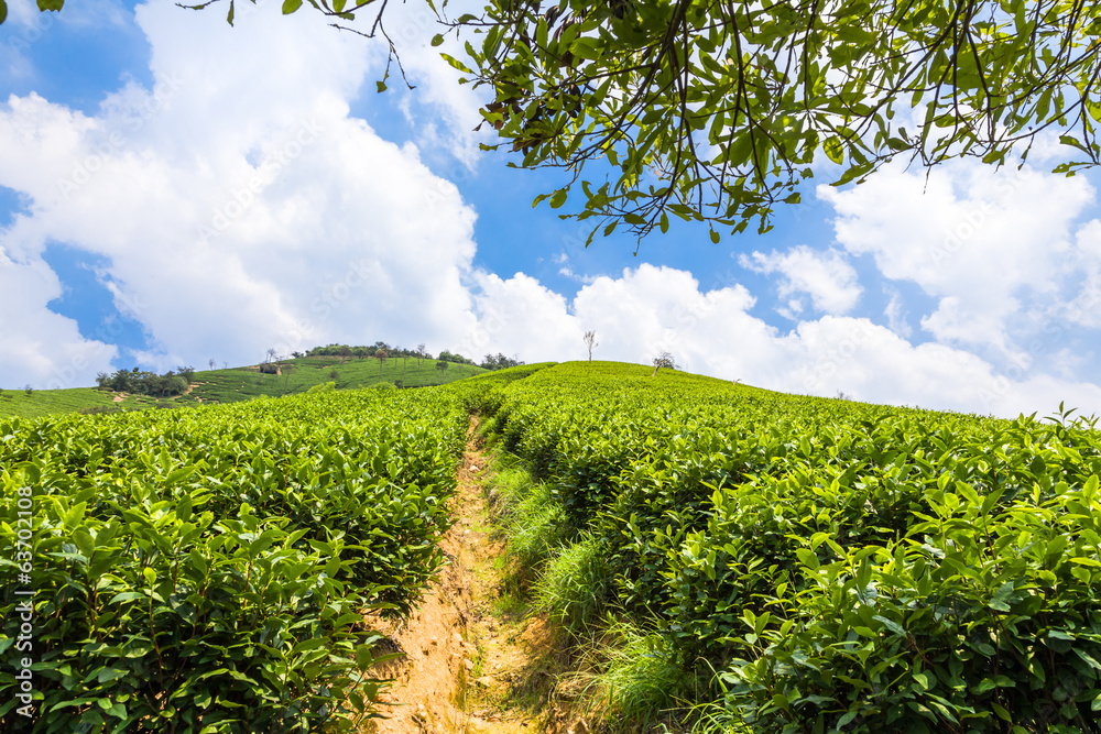 Fototapeta premium Green tea garden on the hill