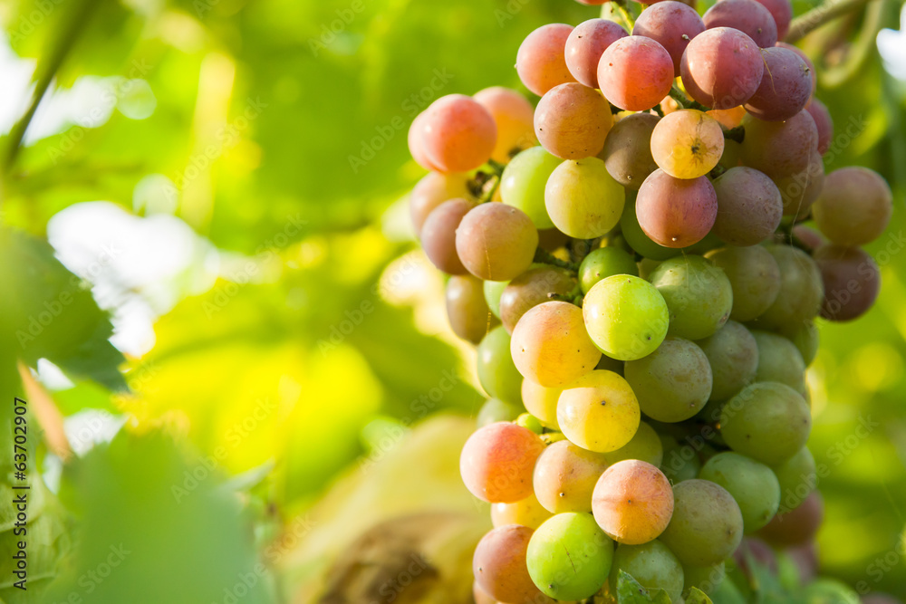 closeup of grapes in a vineyard closeup of grapes in a vineyard