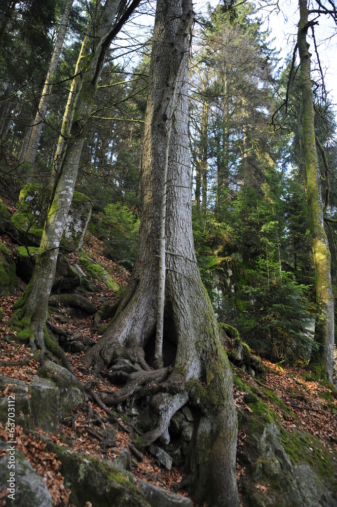 Fototapeta premium Unusual form of tree in Black Forest,Triberg Waterfalls, Germany