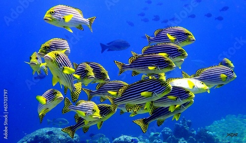 Oriental Sweetlips photo