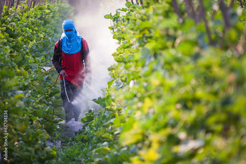 Obraz na plátně spraying pesticide