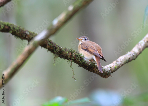 Brown-breasted Flycatcher