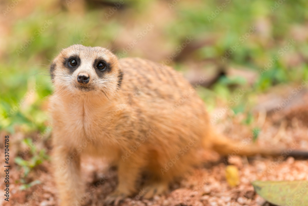 meerkat meerkat