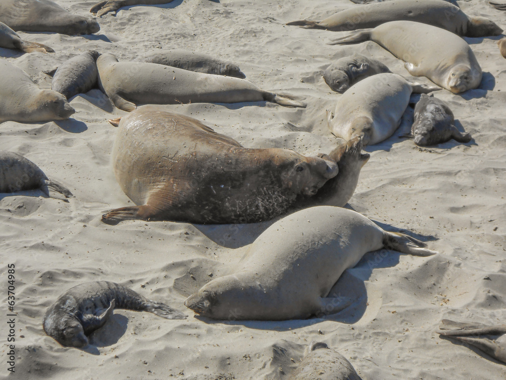 Fototapeta premium Elephant seals colony