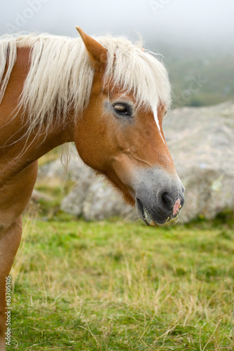 Pferd in den Alpen