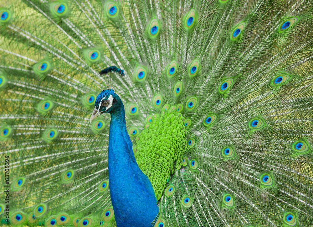 Obraz premium peacock