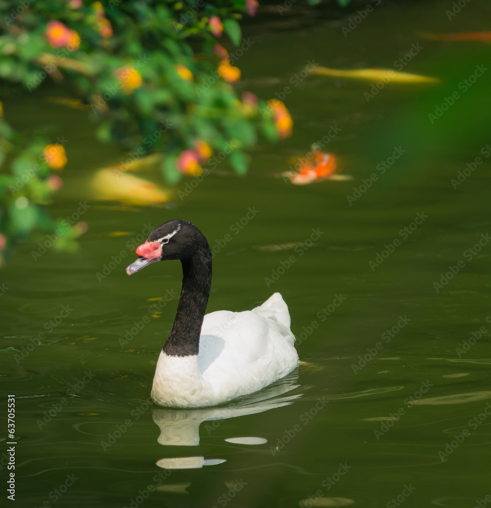 Obraz premium swimming swan