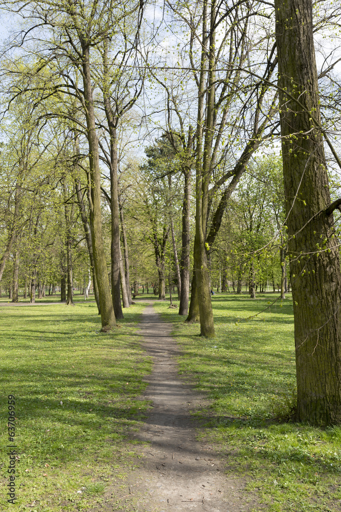 Fresh green spring in the park 